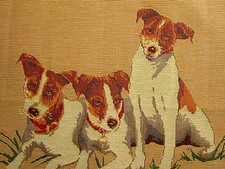 Jack Russell Terriers Belgian