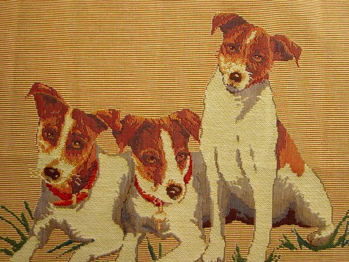 Jack russell terriers belgian - jack,