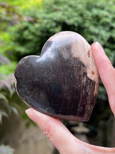 Petrified fossilised wood - petrified,