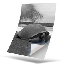 1 x Vinyl Sticker A4 - BW -