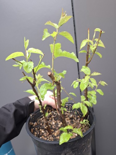 Cherry plum prunus - plum, (prunus