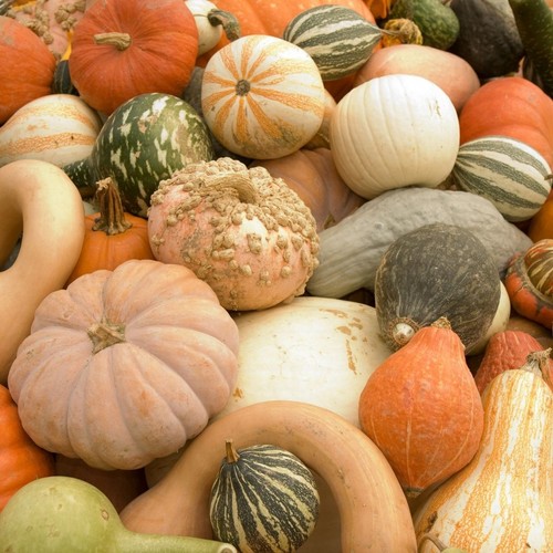 Gourds mix seeds - 20,