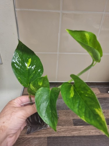 Golden pothos plant - ,, well