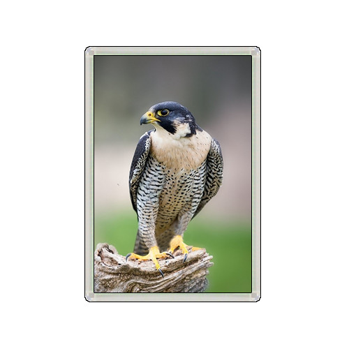 Peregrine falcon bird lovely - falcon,