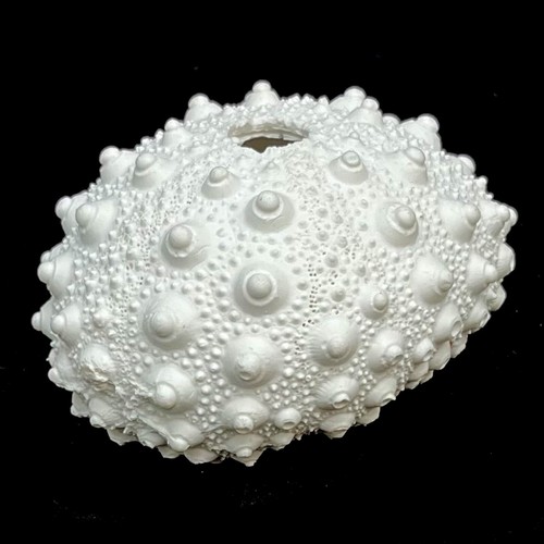 Resin white sea - resin,