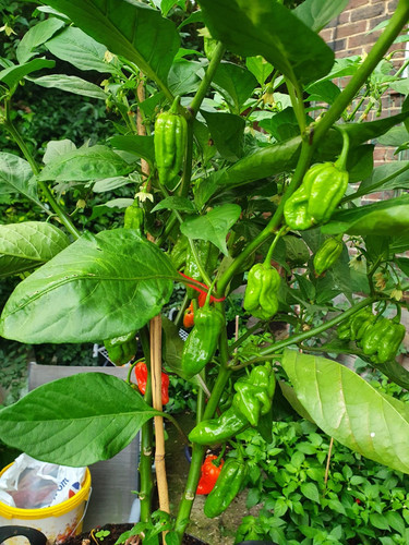 Bangladeshi naga morich - naga, chilli