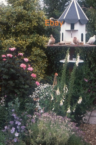 35mm slide doves in - -,