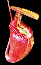 Nepenthes Rajah X Villosa -