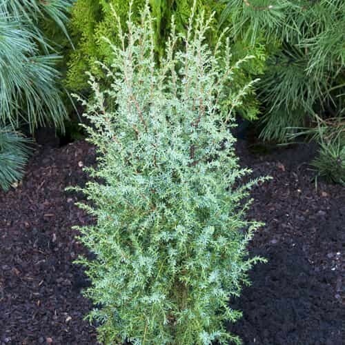 Juniper communis hibernica - communis,