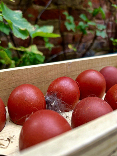 Brown chicken hatching - hatching, eggs