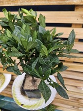 Gardenia jasminoides - Indoor/Outdoor Plants