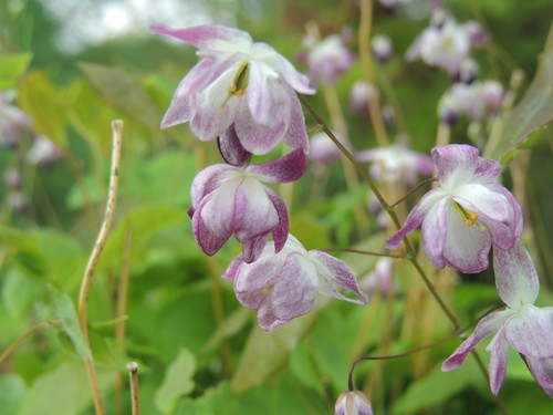 Epimedium youngianum merlin - epimedium,