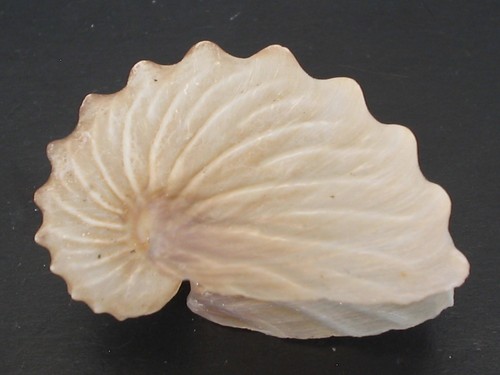 Deep h2o beauty - h2o, beauty...argonauta