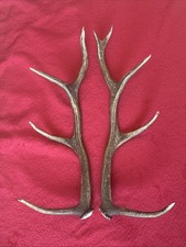 PAIR OF RED DEER ANTLERS 924g