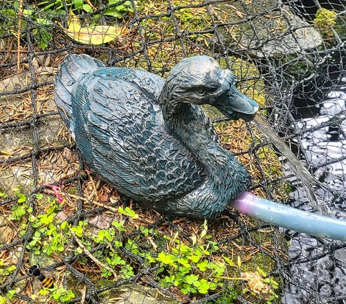 Garden pond spitter duck water - duck,