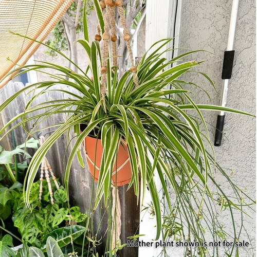 Fully rooted reverse - fully,