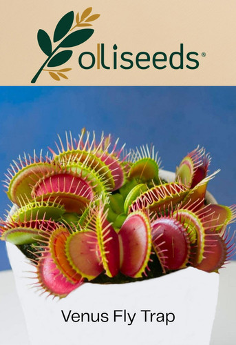 Venus fly trap seeds giant - trap,