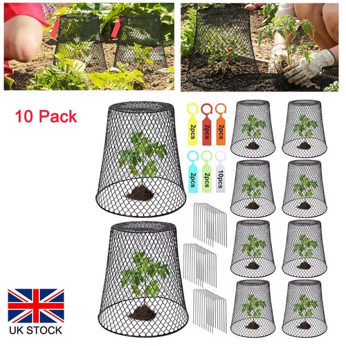 Chicken wire cloche plant - cloche,