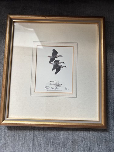 Peter scott signed limited - peter,