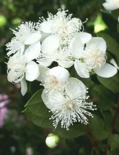 Chilean Myrtle,  Luma