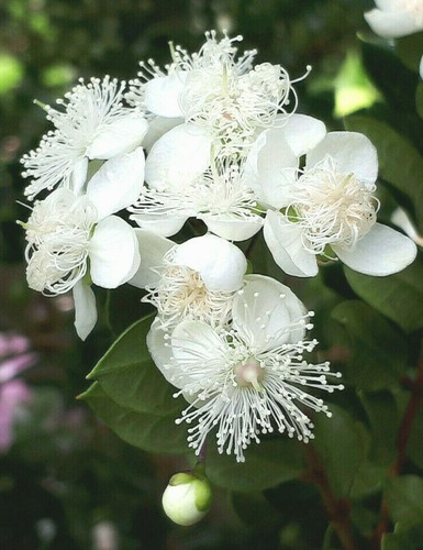 Chilean myrtle luma - chilean,