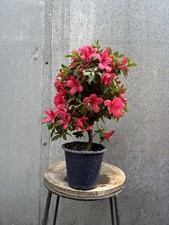 Japanese Satsuki Azalea
