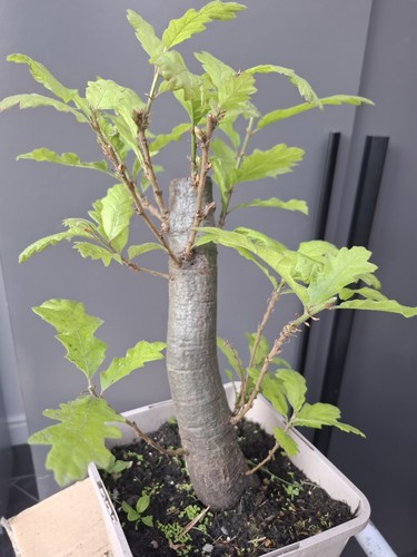 Chunky oak bonsai tree - chunky,