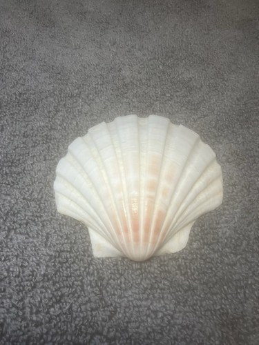 Atlantic calico scallop shell - atlantic,