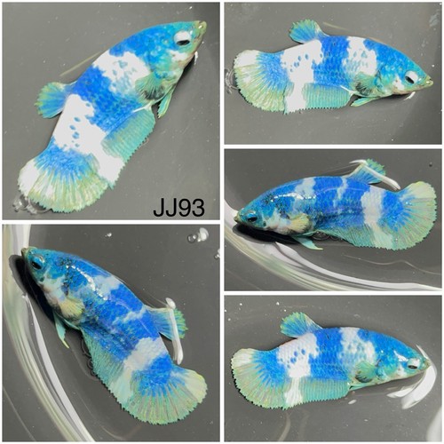 Female betta live fish jj93 - betta,