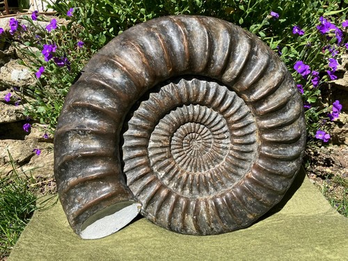 Ammonite very large fossil