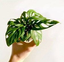 1 x LARGE Swiss Cheese / Monkey Mask Monstera ROOTED Cutting | Plant | 10cm+