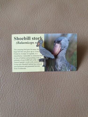 Nature uganda shoebill stork - nature,