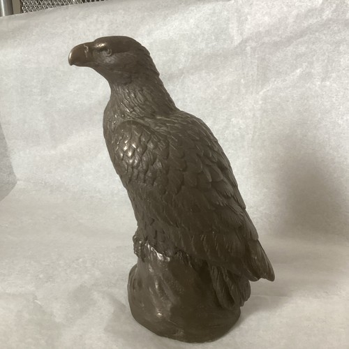 Eagle falcon bird - falcon,