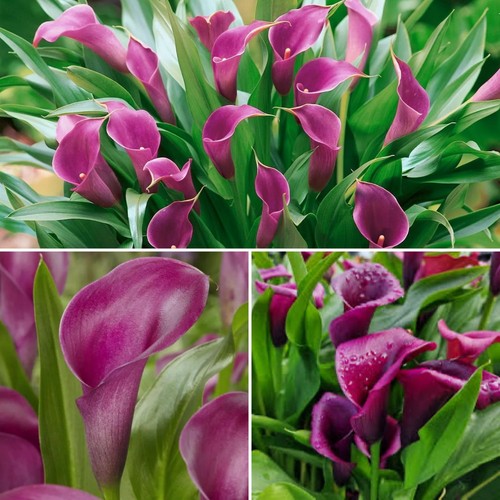 Zantedeschia - , )