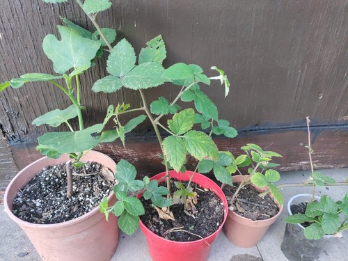 Fig tree brown - brown, turkey,