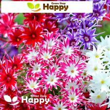 DRUMMOND'S PHLOX TWINKLE STAR DWARF MIX - 400 seeds - BICOLOURED FLOWERS
