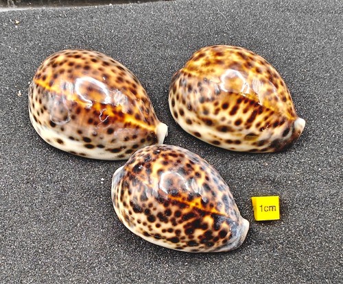 Hermit crab shells homes - hermit,