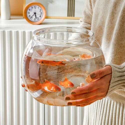 Fish tank aquatic - fish,