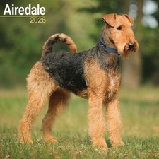 Airedale Terrier Calendar 2026