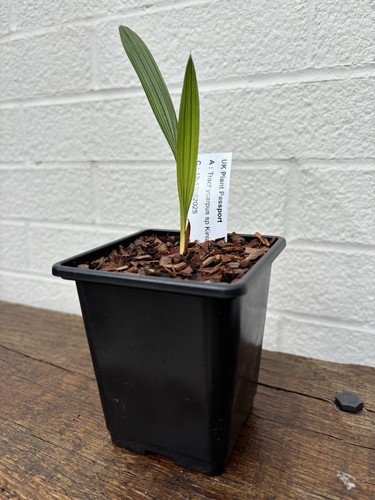 Trachycarpus kinla hill 9cm - trachycarpus,