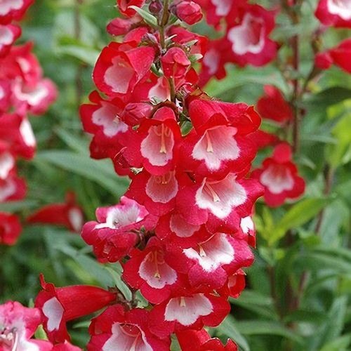 Penstemon partybells red - penstemon,