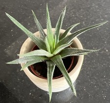 Haworthia succulent