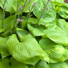 Hosta 'Sum And Substance' Herbaceous Perennial Hardy Plant In 9cm Pot