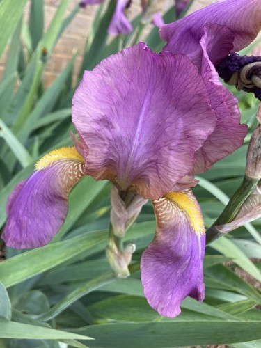 Three pink bearded iris - pink,