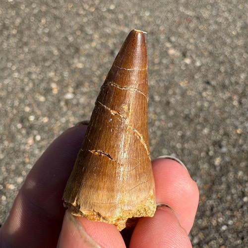 Large mosasaur tooth - tooth, fossil