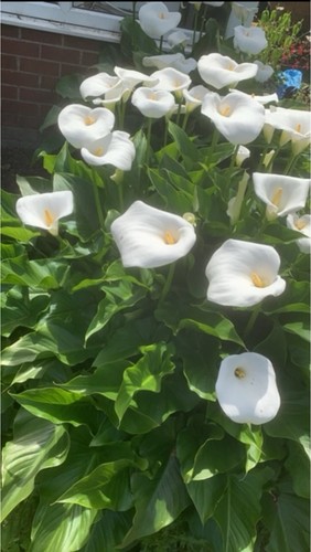 Arum lily plants better - arum,