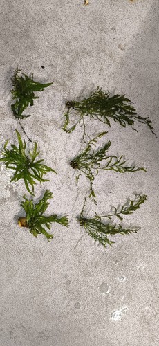 Aquarium plants lot2 exact - aquarium,