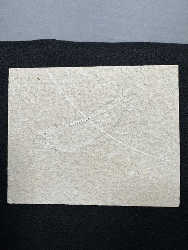 Unprepared fossil fish - unprepared,