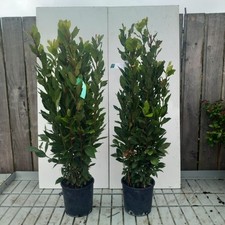2 x Laurus nobilis Bay leaf evergreen plant 60-80cm height 3 litre pot