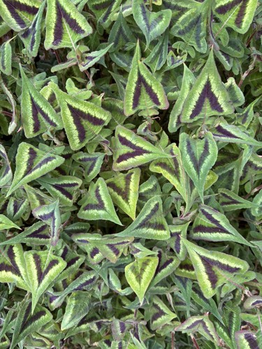 Persicaria purple fantasy - persicaria, 'purple